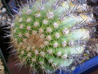 Copiapoa decorticans