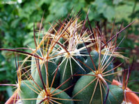 Coryphantha delaetiana