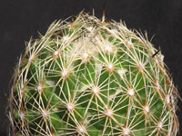 Coryphantha delicata