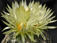 Coryphantha delicata