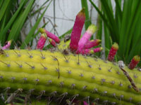 Cleistocactus dependens