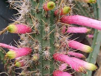 Cleistocactus dependens