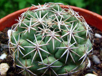 Coryphantha difficilis