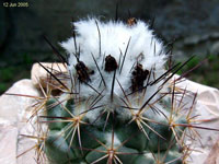 Coryphantha durangensis