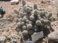 Coryphantha durangensis