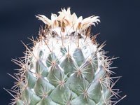 Coryphantha durangensis