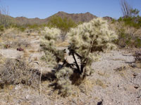 Cylindropuntia echinocarpa