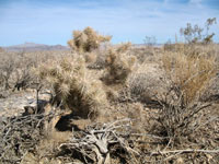 Cylindropuntia echinocarpa