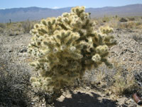 Cylindropuntia echinocarpa