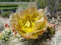 Cylindropuntia echinocarpa