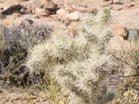 Cylindropuntia echinocarpa