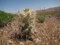 Cylindropuntia echinocarpa