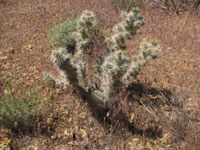 Cylindropuntia echinocarpa