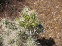 Cylindropuntia echinocarpa