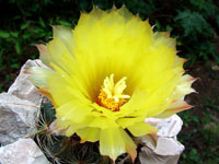 Coryphantha echinoidea