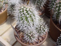 Copiapoa echinoides