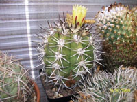 Copiapoa echinoides