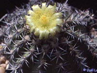 Copiapoa echinoides