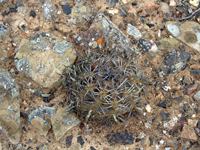 Copiapoa echinoides