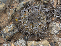 Copiapoa echinoides