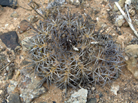 Copiapoa echinoides