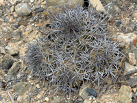 Copiapoa echinoides