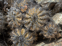 Copiapoa echinoides