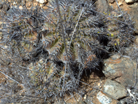 Copiapoa echinoides