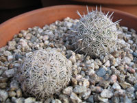 Coryphantha echinus