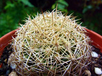 Coryphantha echinus