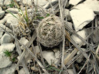 Coryphantha echinus