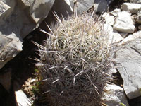 Coryphantha echinus