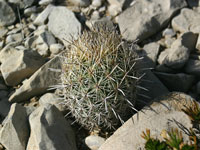 Coryphantha echinus