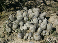 Coryphantha echinus