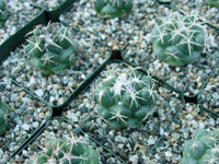 Coryphantha elephantidens