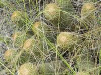 Coryphantha erecta