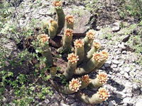 Coryphantha erecta