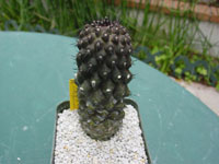 Copiapoa esmeraldana