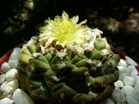 Copiapoa esmeraldana