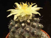 Copiapoa esmeraldana