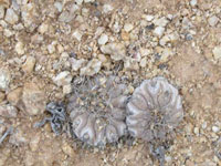 Copiapoa esmeraldana