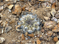 Copiapoa esmeraldana