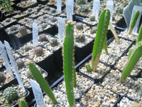 Cereus fernambucensis