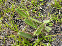 Cereus fernambucensis