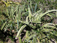 Cereus fernambucensis