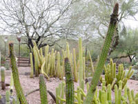 Cleistocactus fieldianus