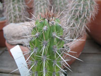 Cleistocactus fieldianus