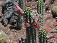 Cleistocactus fieldianus