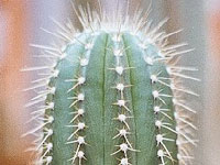 Coleocephalocereus fluminensis