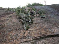 Coleocephalocereus fluminensis